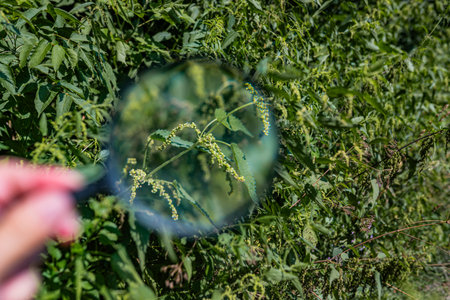 Macro-style close-up highlighting the stinging hairs of nettle using a handheld magnifier educational study.の写真素材