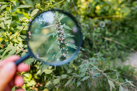 Handheld magnifying glass reveals the structure of Chinese motherwort along the stem science for kids idea.の写真素材