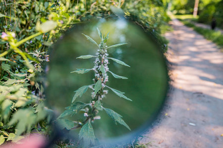 Serrated leaves and fuzzy flower rings of motherwort highlighted by magnification educational nature study.の写真素材