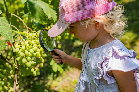 Curious child examines a cluster of green grapes on the vine using a magnifying glass fun farm and learning moment.の写真素材