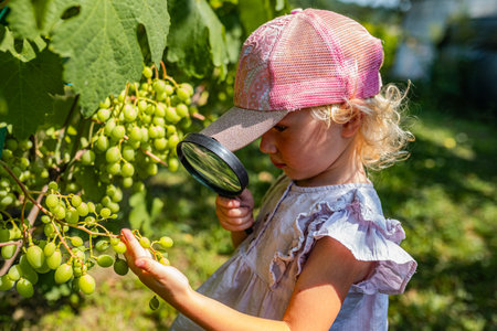 Curious child examines a cluster of green grapes on the vine using a magnifying glass fun farm and learning moment.の写真素材