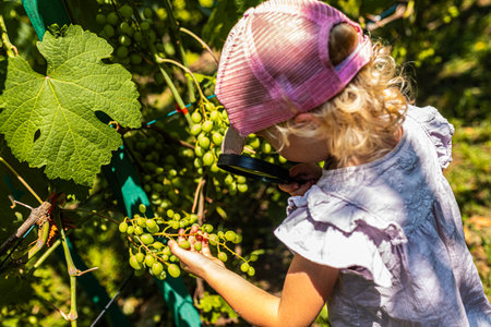 Curious child examines a cluster of green grapes on the vine using a magnifying glass fun farm and learning moment.の写真素材
