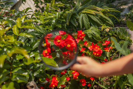 A young girl studies begonia (Begonia semperflorens) in a garden using a magnifying glass playful outdoor learning and curiosity.の写真素材