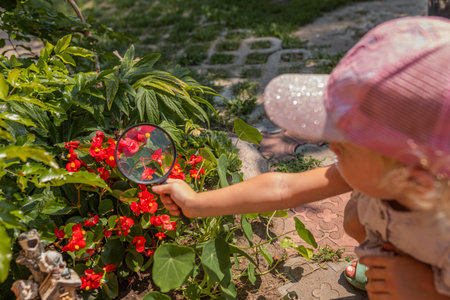 A young girl studies bright begonia (Begonia semperflorens) blossoms in a garden using a magnifying glass playful outdoor learning and curiosity.の写真素材