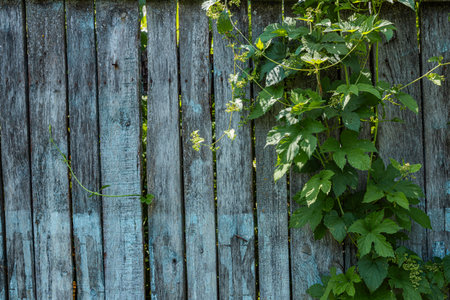 Green hop vine with leaves and flower clusters twining up a weathered wooden fence rustic garden and brewing ingredient.の写真素材