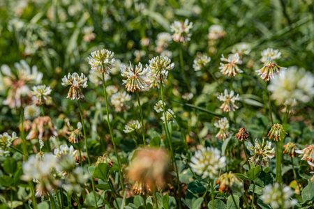 Close view of white clover flower heads rising above trifoliate leaves resilient groundcover and pollinator resource.の写真素材