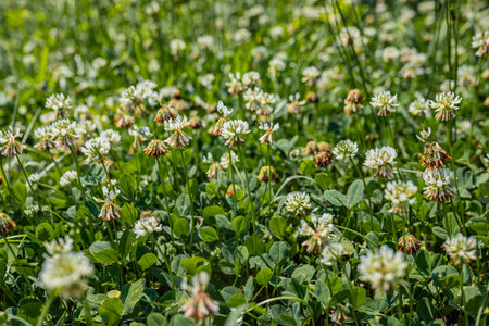 Thick patch of white clover in bloom forming a green carpet bee friendly lawn and nitrogen fixing groundcover.の写真素材