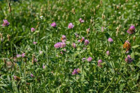 Field of pink red clover flower heads scattered across a green meadow bee friendly forage legume and wildflower habitat.の写真素材
