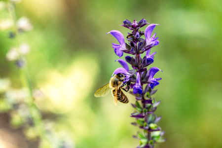 Selective-focus shot of a bee on violet sage blossoms, illustrating symbiosis of insect and plant.の写真素材