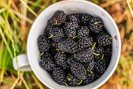 Fresh ripe black red mulberries are collected in a cup from a Morus alba tree in a garden during May. The lush greenery surrounds the gathering.の写真素材