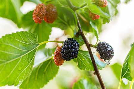 Ripe black and unripe red mulberries hang on a Morus alba branch in a garden during May. Fresh leaves surround the berries, adding vibrant green to the scene.の写真素材