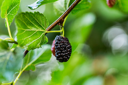 Mulberries in various stages of ripeness hang from a branch of a Morus alba tree in a garden. This scene captures the beauty of fruit development during May.の写真素材