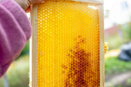 Honeycomb frame held in the gardenの写真素材