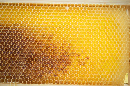 Honeycomb filled with honey from beehive frames