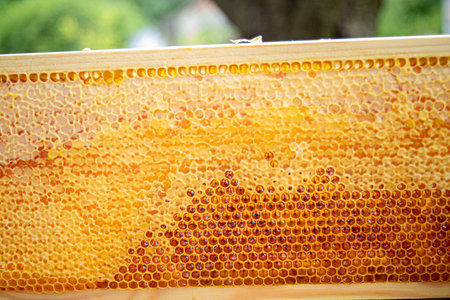 Honeycomb filled with honey from the beehive