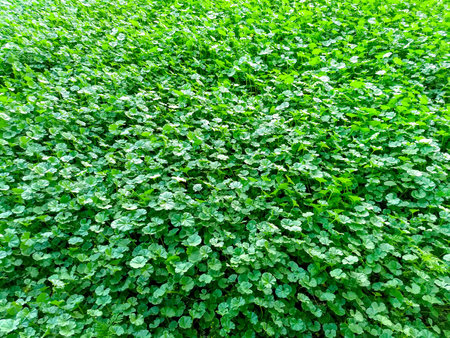 Green grass background texture