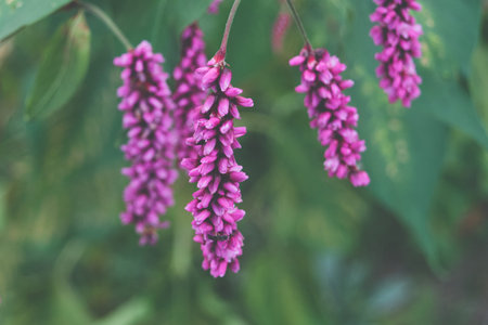 Pink spring flowers on a soft green background