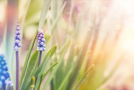 Spring bloom flowers. Soft colorful background. Bokehの写真素材