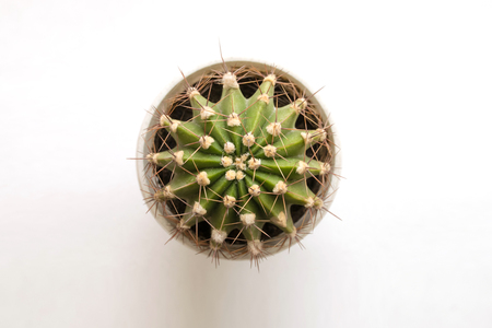 Small cactus on white background. Top view. Free space.の写真素材