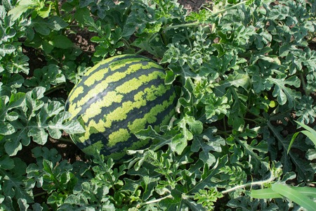 Green watermelon growing in the gardenの写真素材
