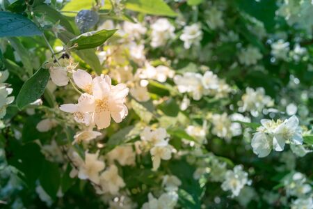 blooming jasmine in the sun close upの写真素材