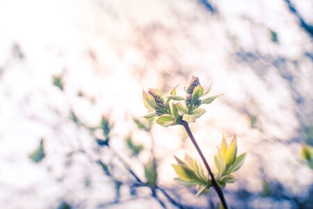 Spring green leaves on the branchの写真素材