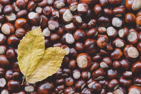 Ripe chestnuts with yellow leaves close up. Raw Chestnuts for Christmas. Fresh sweet chestnut. top wiew. Food autumn background.の写真素材