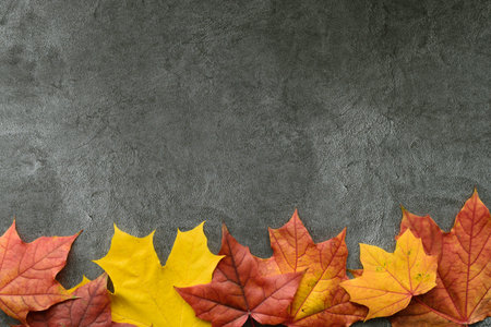 Autumn composition. Autumn frame of maple leaves. Flat lay, top view