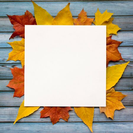 Autumn composition of maple leaves and square white paper. Flat lay, top viewの写真素材