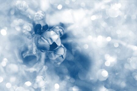 Classic blue toned Garden blooming flowers on soft background outdoors. Spring summer floral background.の写真素材
