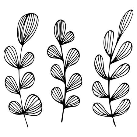 Hand drawn doodle vector leaves and branches. Floral, plant elements.のイラスト素材