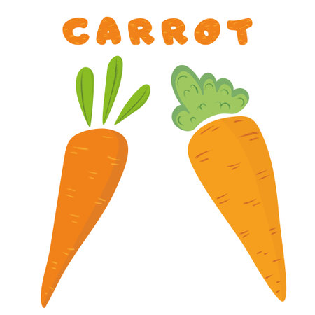 Carrot isolated on white. Hand drawn vector vegetable in cartoon style.の写真素材