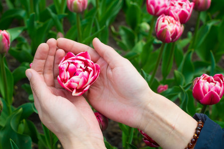 Female hands with ball shaped pink tulip with dark green leaves in the background.
