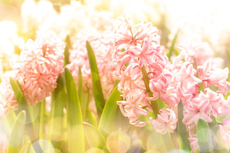 Abstract Pink hyacinth. Selective focus of spring blossom flowers with light leaks of sun.