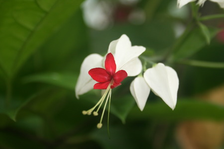 White Bleeding Heartの写真素材
