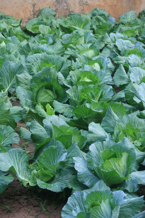 Cabbage gardenの写真素材