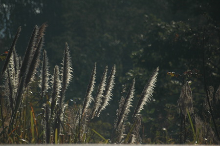 Phragmites australisの写真素材