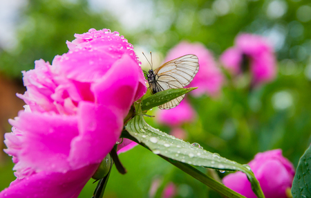 Look at a butterfly on a flower in the summer and springの写真素材