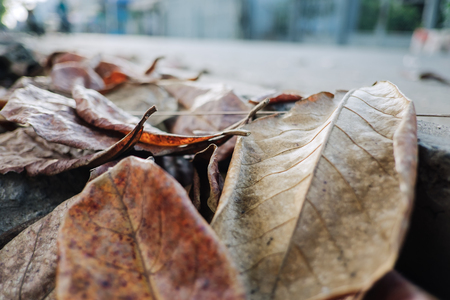 Close up of dried leaves on roadside.の写真素材