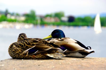 duckの写真素材