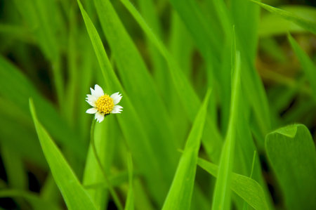 white grass flower in green leaves background 