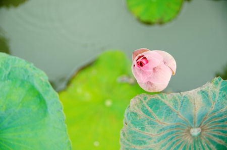 top view of one lotus in the pond の写真素材