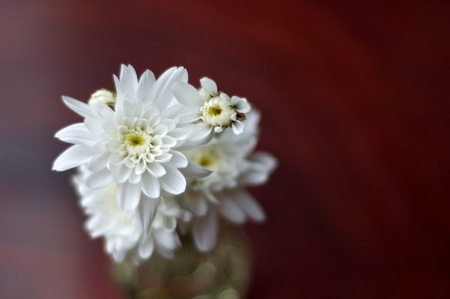 white flower on wood backgroundの写真素材