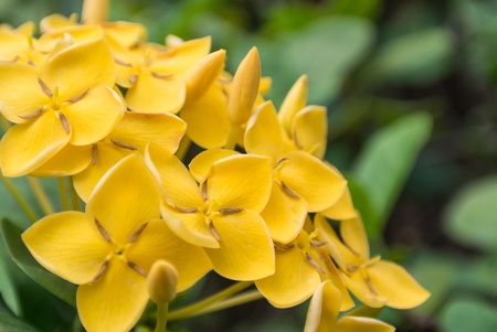 yellow flower on green backgroundの写真素材