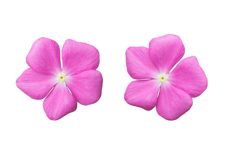 blossom pink flower isolated on white background