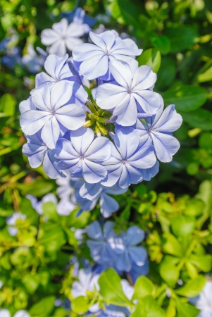 group of lavender flower in green backgroundの写真素材