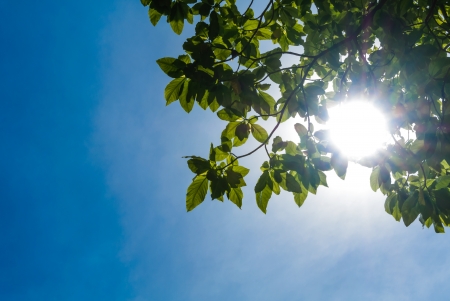 sun shine through tree leaf under blue skyの写真素材
