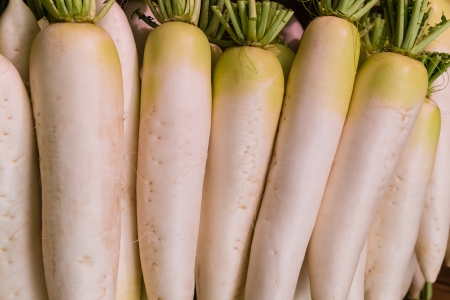 group of fresh japanese radishの写真素材