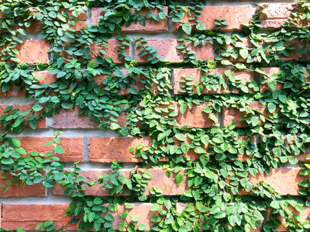 group of green creeping rubber plants on the terracotta brick wall with sunlight