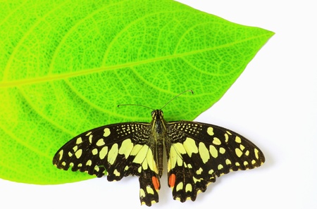 Butterfly isolation on green leavesの写真素材